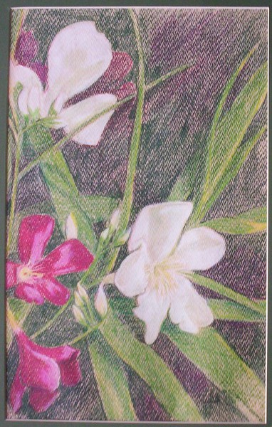 Oleanders II