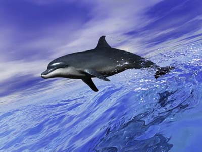Beyond the Sea