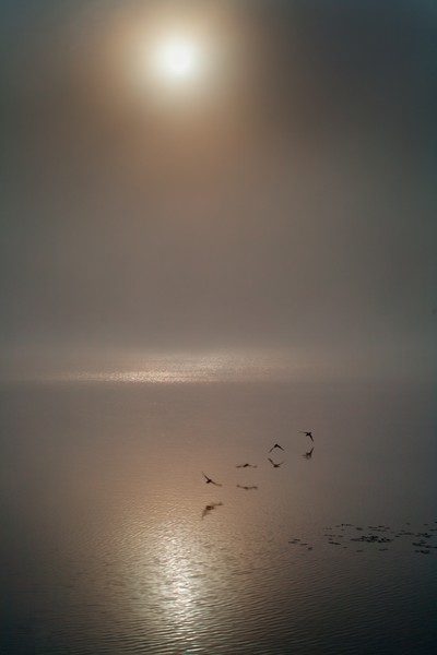 Early Morning On South Pond
