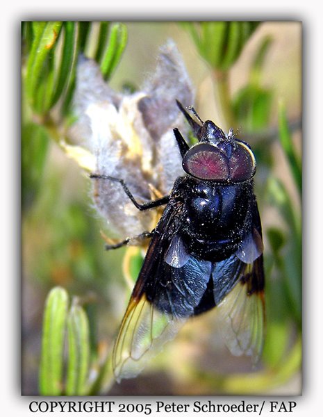 the Fly