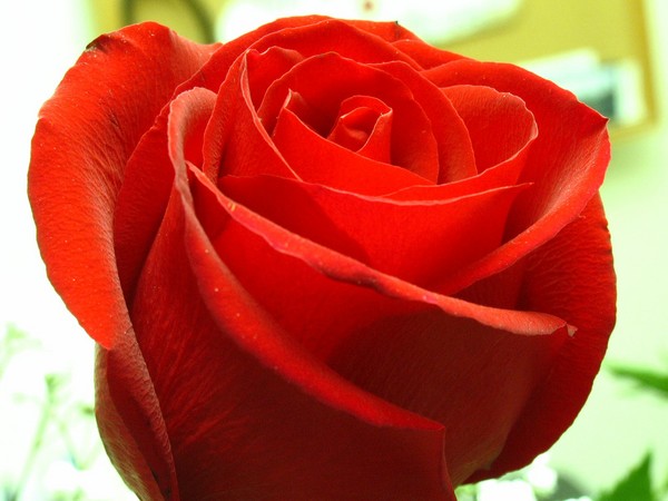 Audrey's Rose
