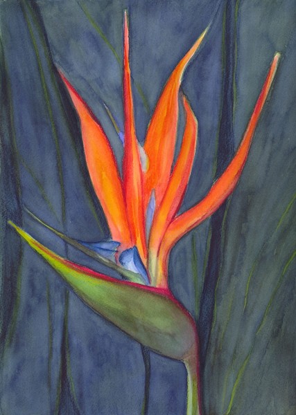 Bird of Paradise