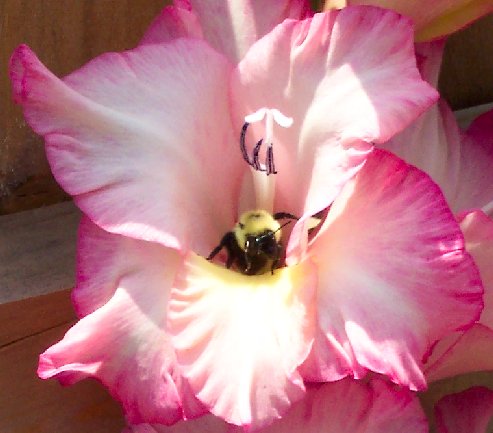 Gladiola Loving Bee