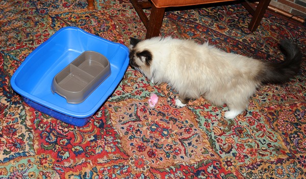 Ragsy and Presents
