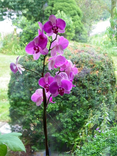 Orchids