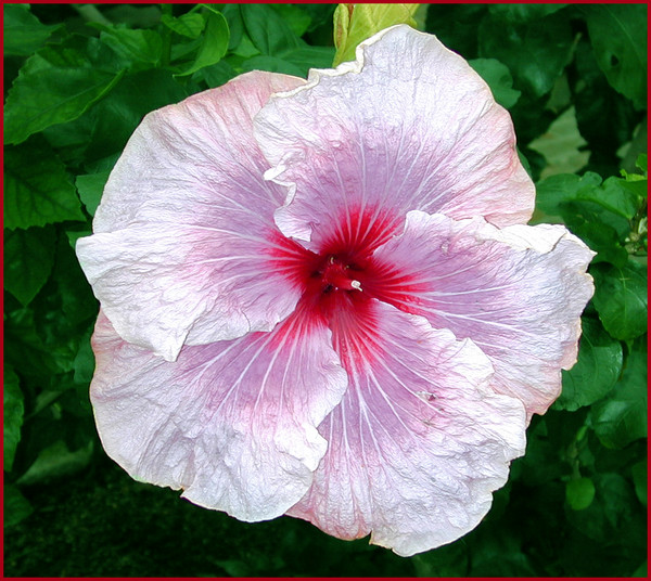Sunday Hibiscus 9