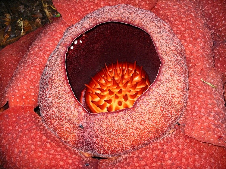 Rafflesia