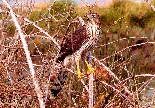 Cooper's Hawk