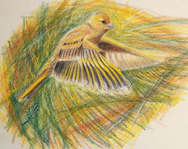 Fledgling Greenfinch