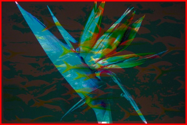 Bird of Paradise---- under the sea