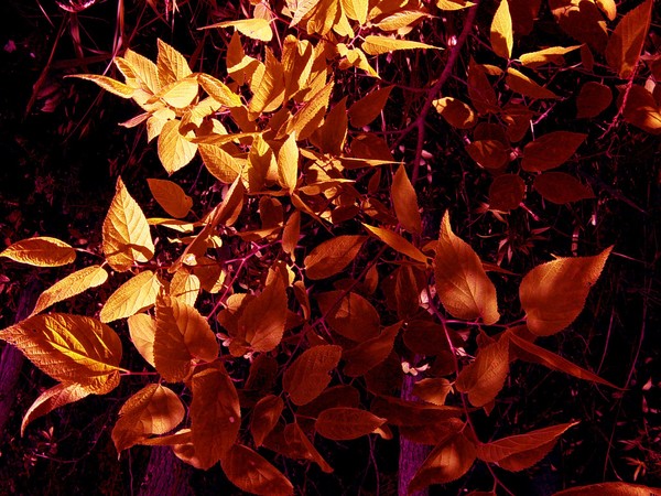 Signs of the Fall
