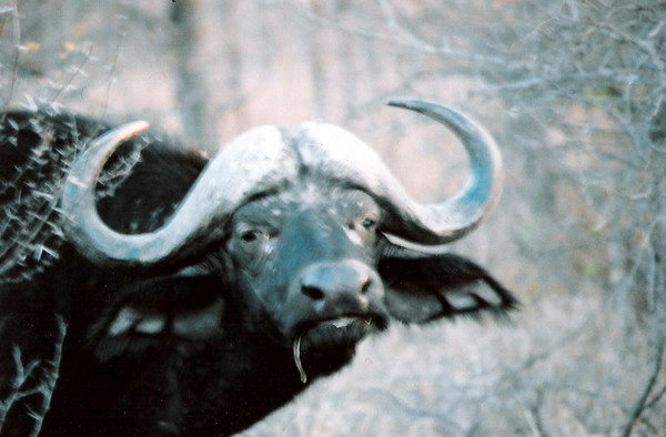 Blue buffalo