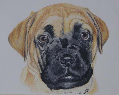 9 week old Bullmastiff puppy