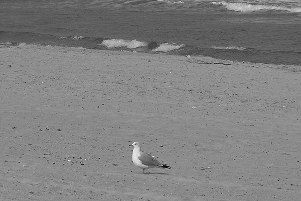 A day at the Beach