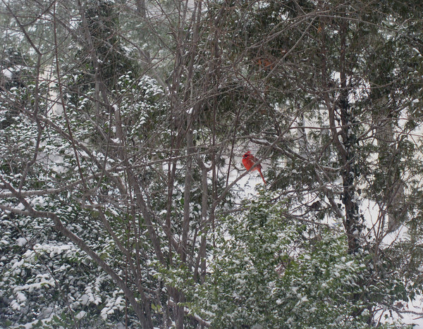 Cold Bird