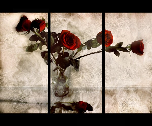 Anniversary Roses