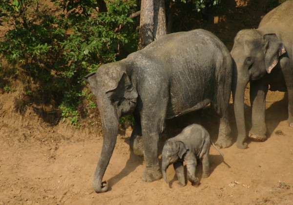 Elephant Family