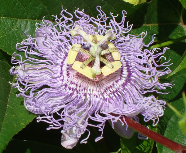 Crazy Flower