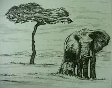 elephants