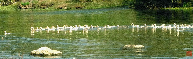 Duck Army