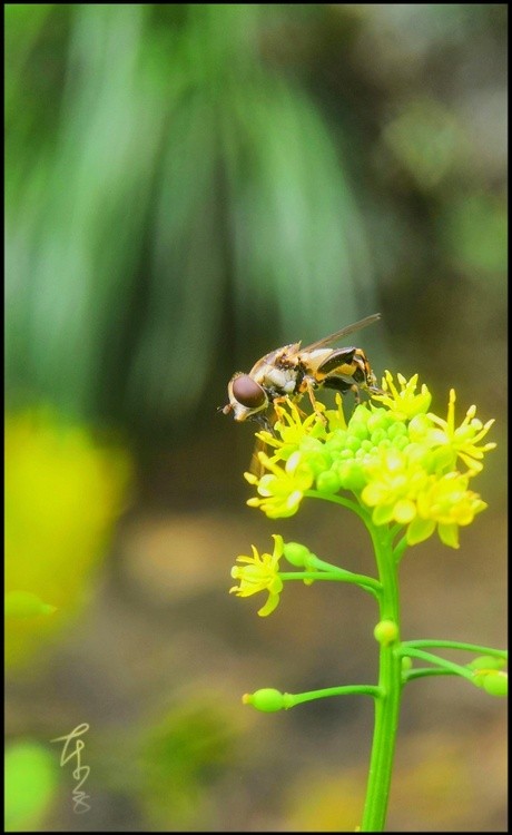 Tiny Bee