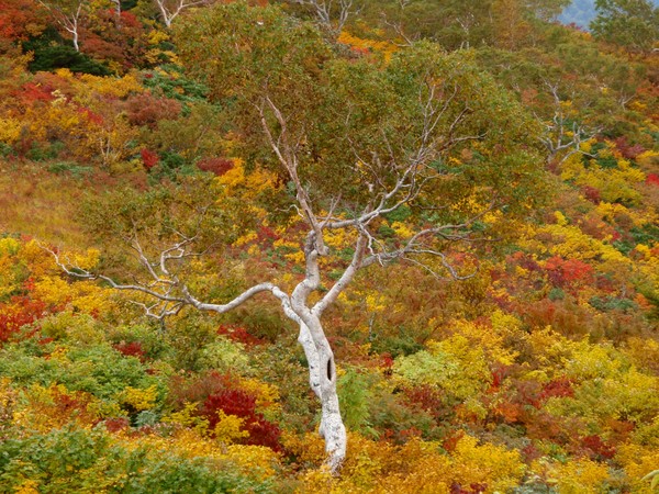 Autumn at Mt. Iide