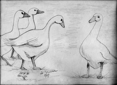 Geese Drawing