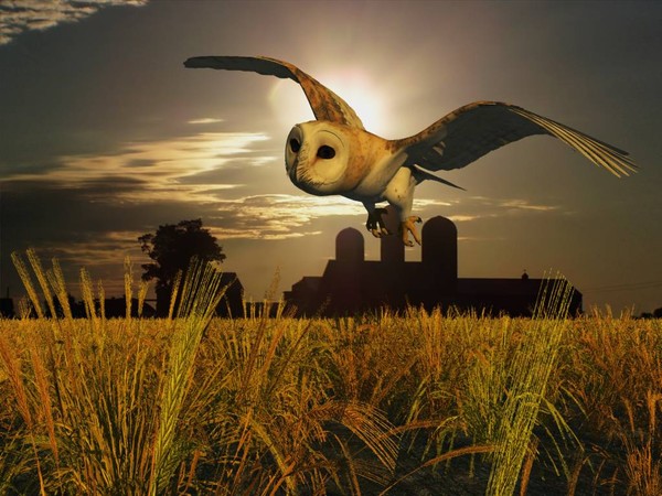 Harvester