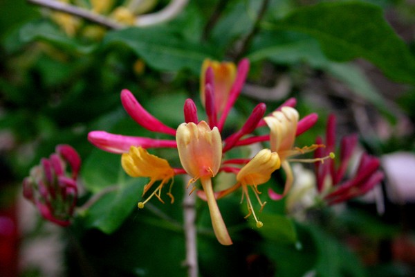 Hybrid Honeysuckle