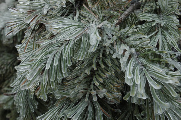 Pine Crystal