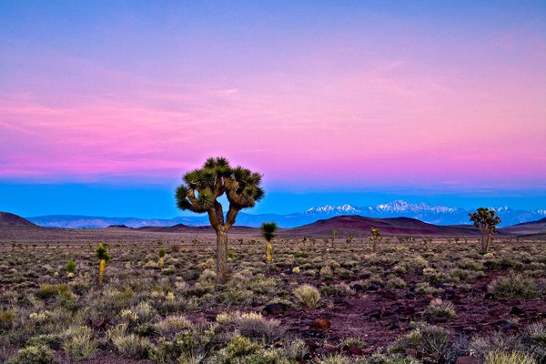 Joshua Tree Sunset