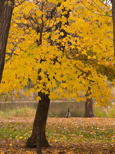 Lone Goose 1