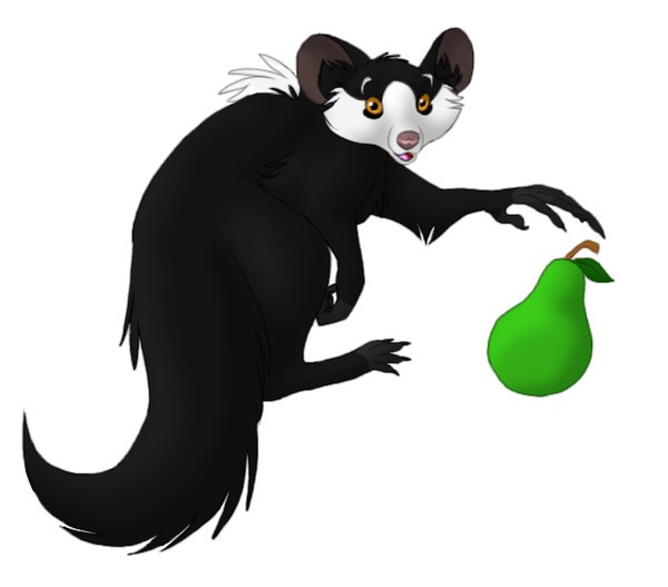 Fetsy the Aye-aye