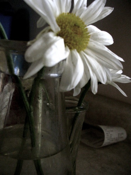 single flower