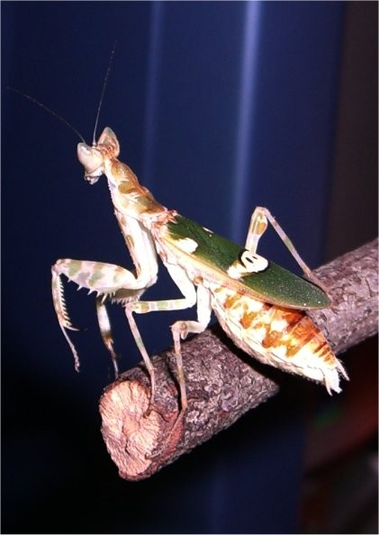 mantis