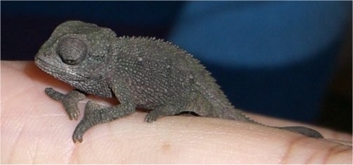 baby chameleon