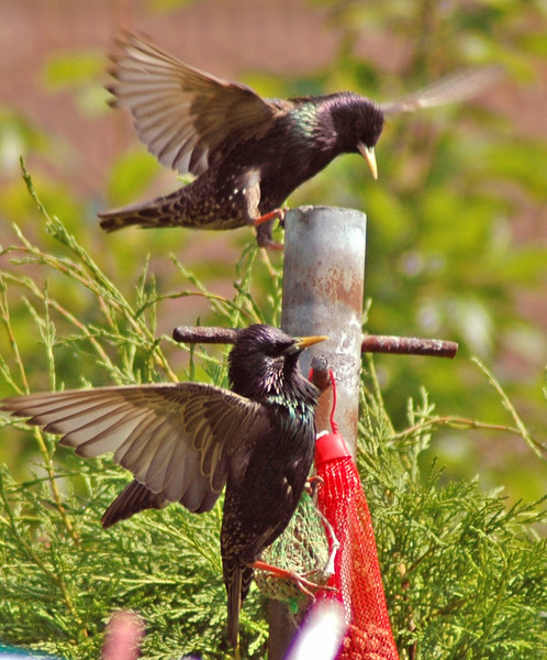 Coming in to Land