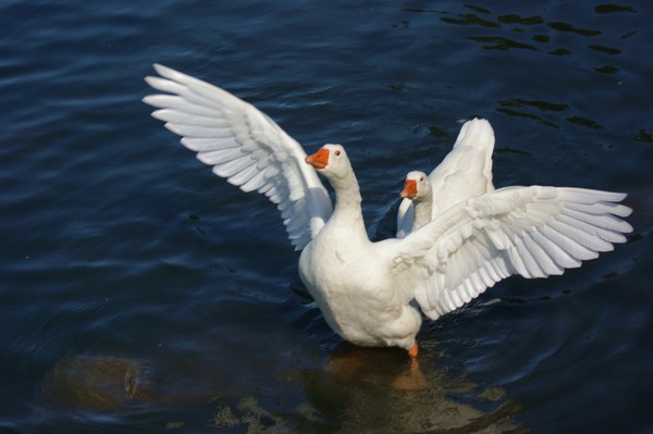 Geese at Fred's Lake in Pinetop Arizona.