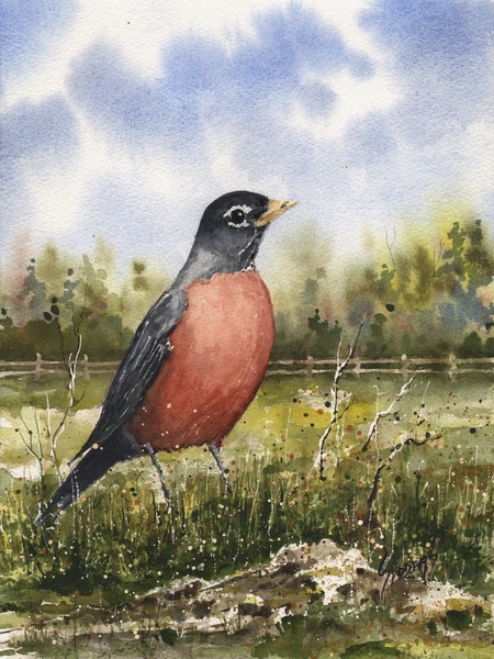 American Robin