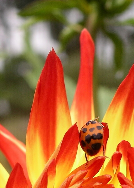Ladybug, ladybug - Fly away home
