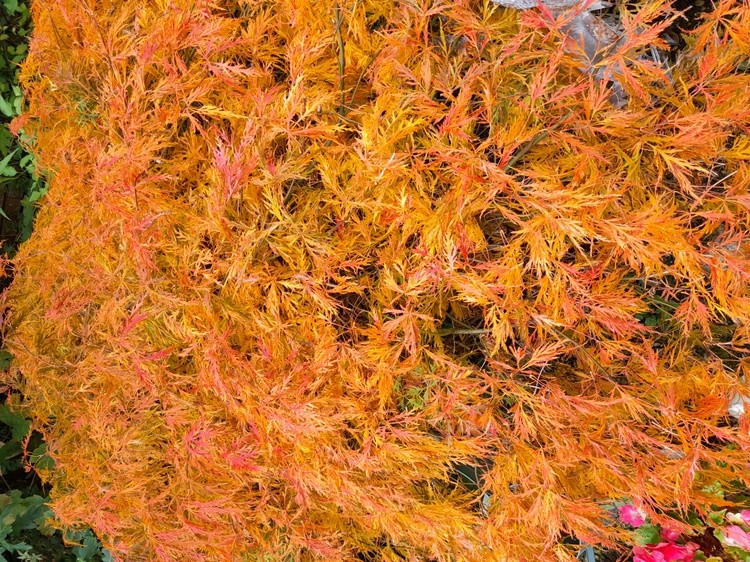 Japanese  Dwarf  Maple 