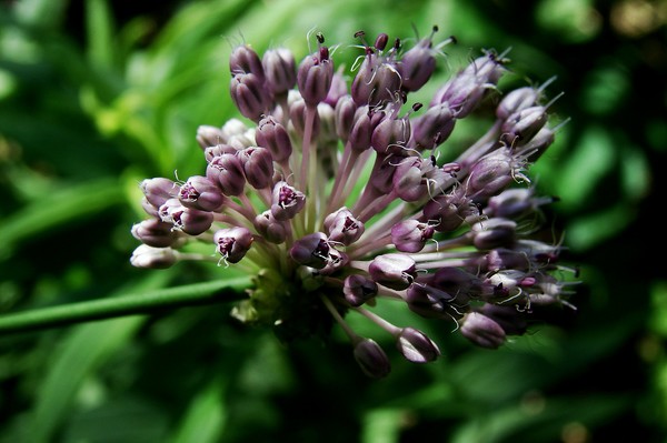Chive