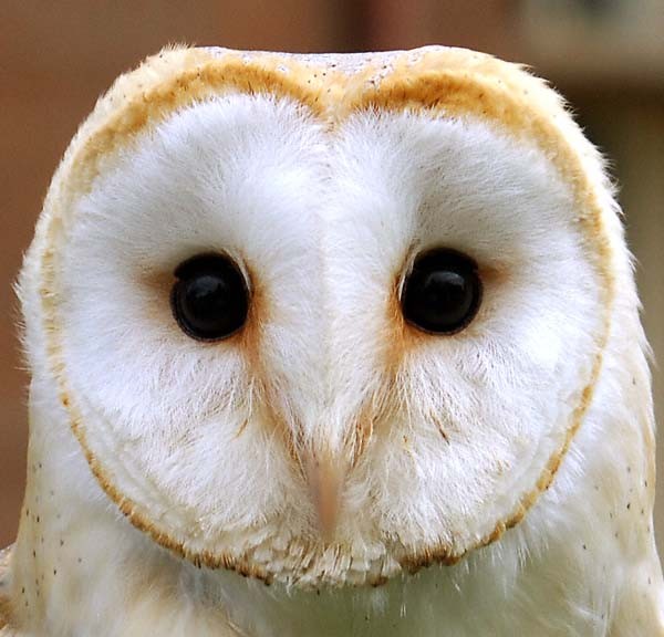 The eyes have it