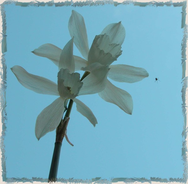 White Flower and Friend