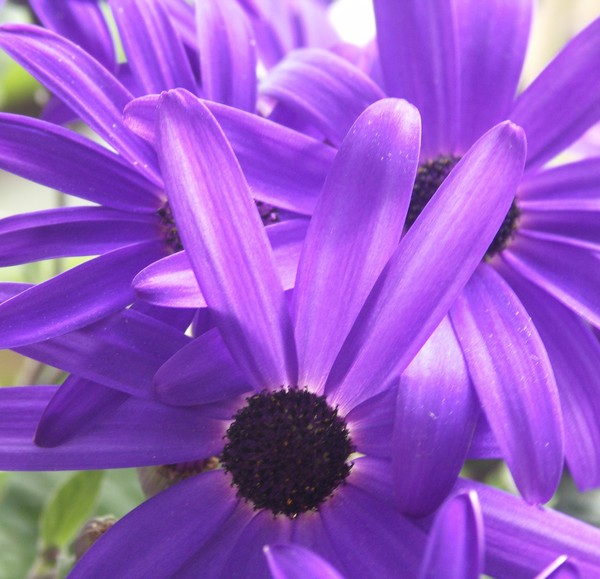 Senetti 2