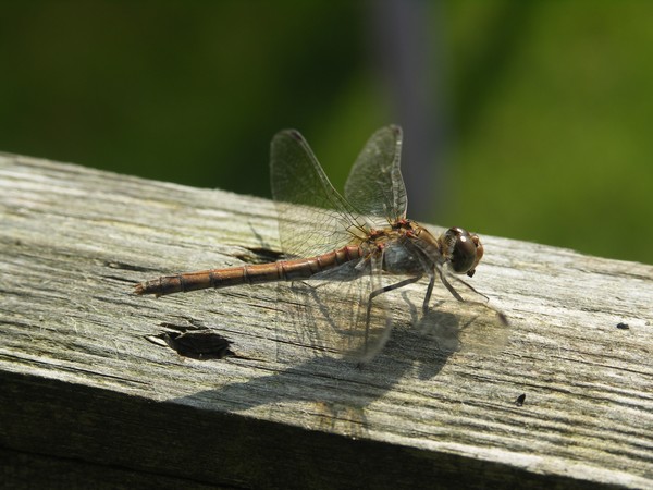 dragonfly series3