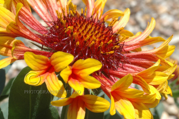 Blanket blossom