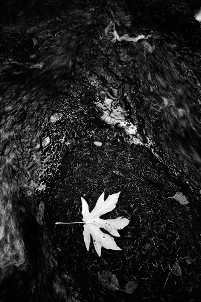 Single White Leaf