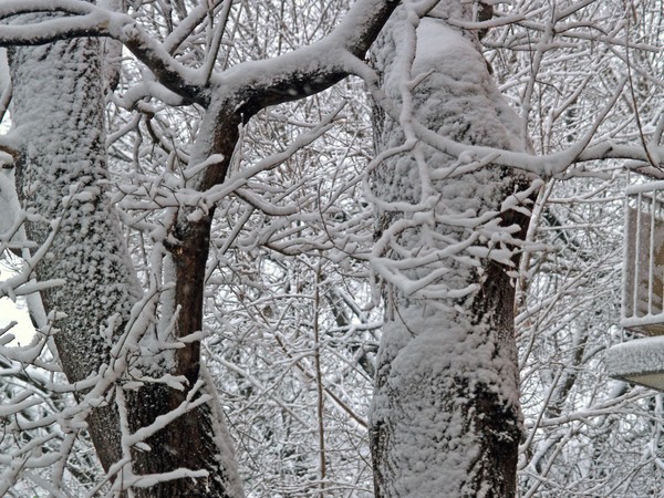 Count The Branches