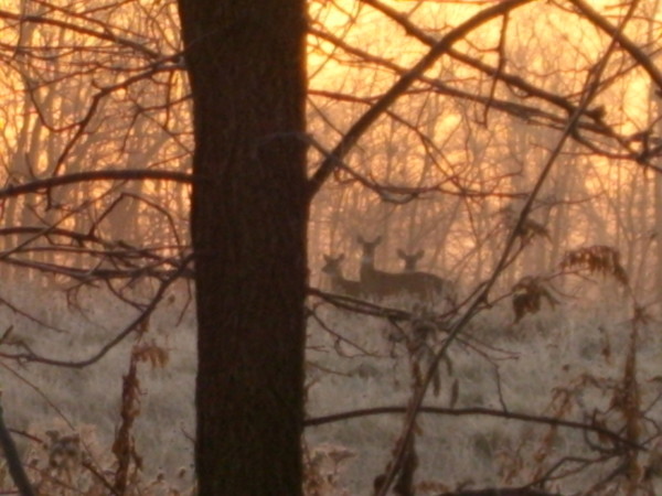 morning frost